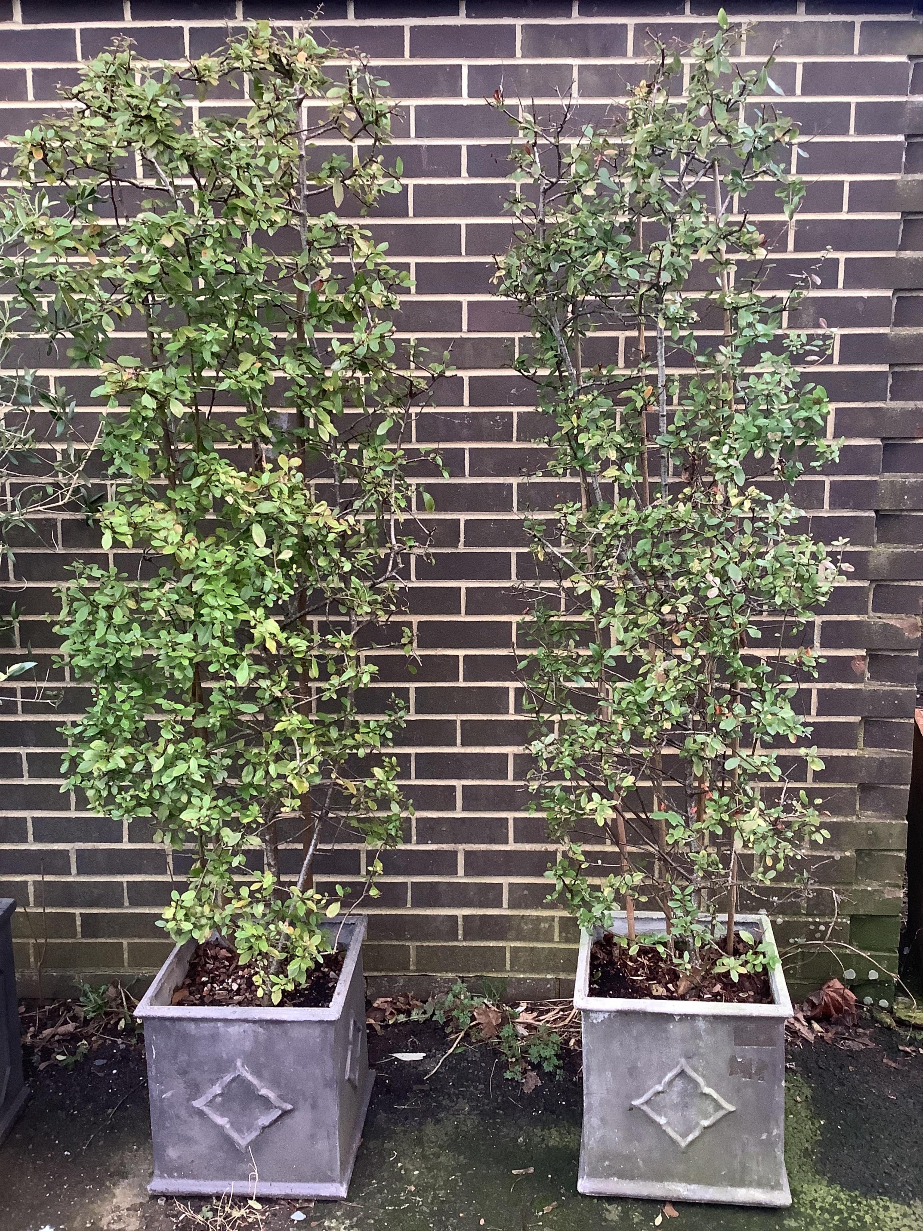 A pair of shrubs (species unknown) in faux lead planters, height 196cm. Condition - good